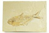 Bargain, Fossil Fish (Diplomystus) - Wyoming #363812-1